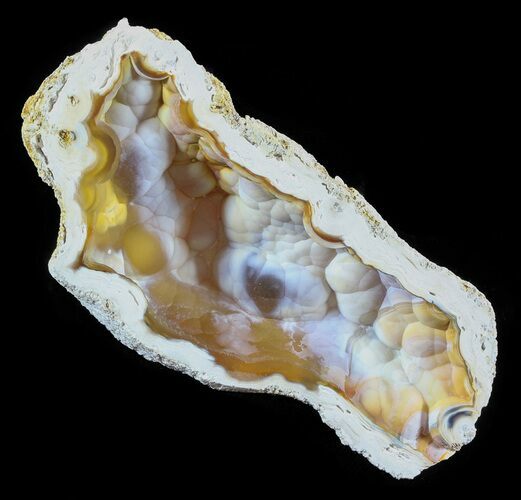 Agatized Fossil Coral Geode - Florida #51162
